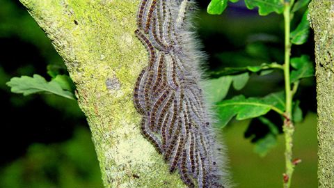 Chenilles processionnaires du chêne sur tronc.J. JULLIEN